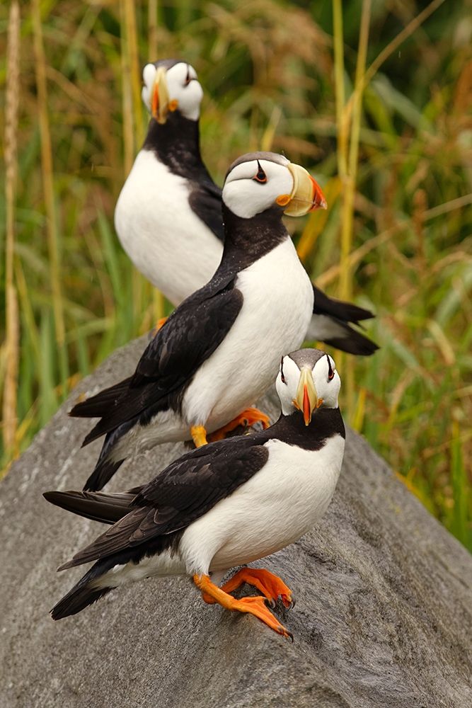 Horned Puffin-Fratercula corniculata-Lake Clark National Park-Alaska